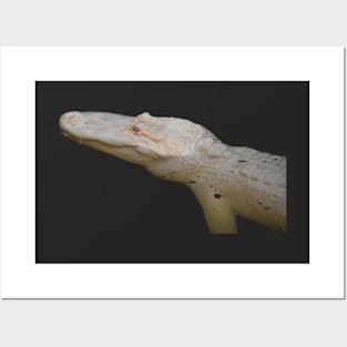 Albino Alligator Posters and Art